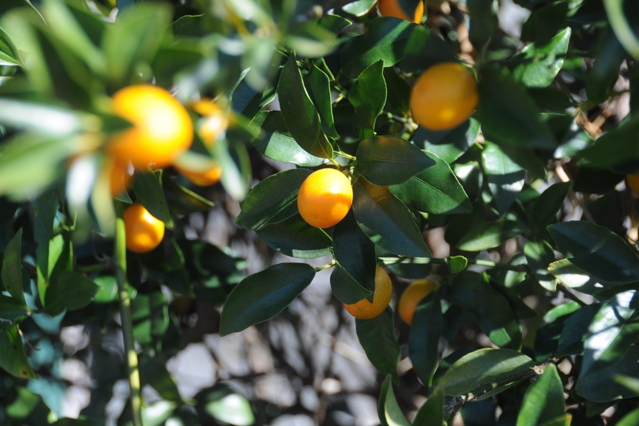 A kumquat tree covered with fruit in full winter bloom.